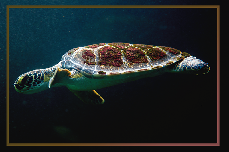 Swimming Turtle home placemats - TenStickers