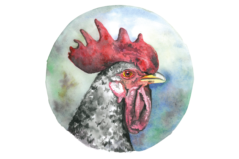 Painted roosters original placemats - TenStickers