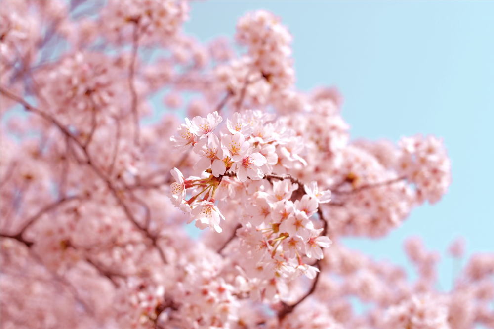 Pink cherry blossom and tree  floral placemats - TenStickers