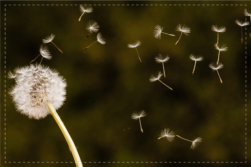 Original placemat dandelion seed fluff design - TenStickers