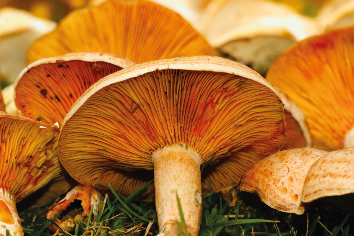 Orange pores wild mushroom textured placemats - TenStickers