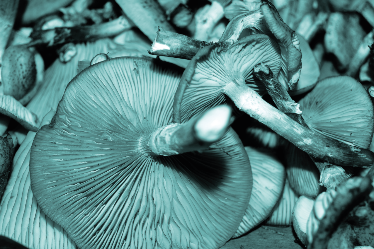 Mushroom close-up placemat - TenStickers