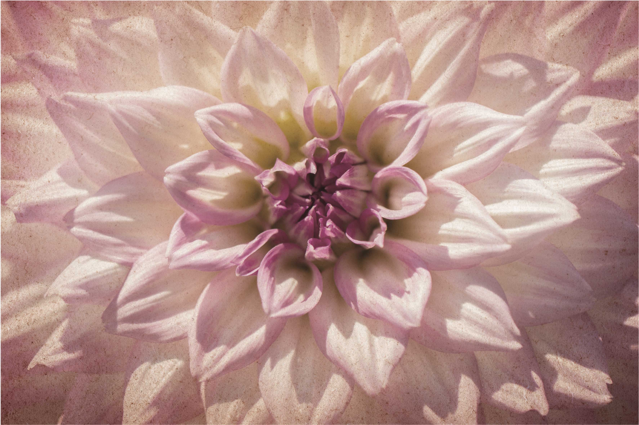 Pink Dahlia Vinyl placemats - TenStickers