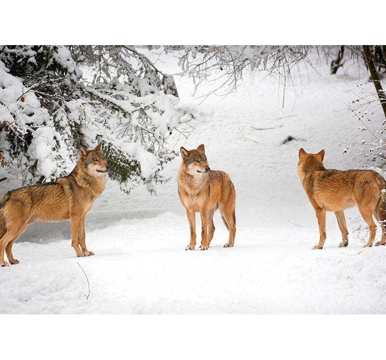 Animal wall mural wolves in snow - TenStickers