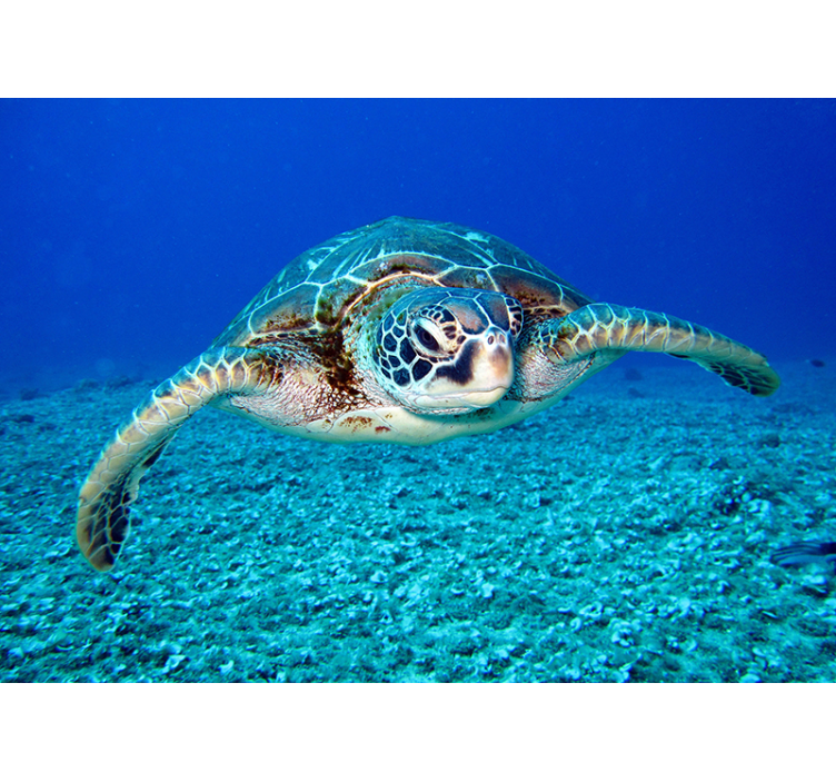 Hawksbill sea turtle animal wall mural - TenStickers