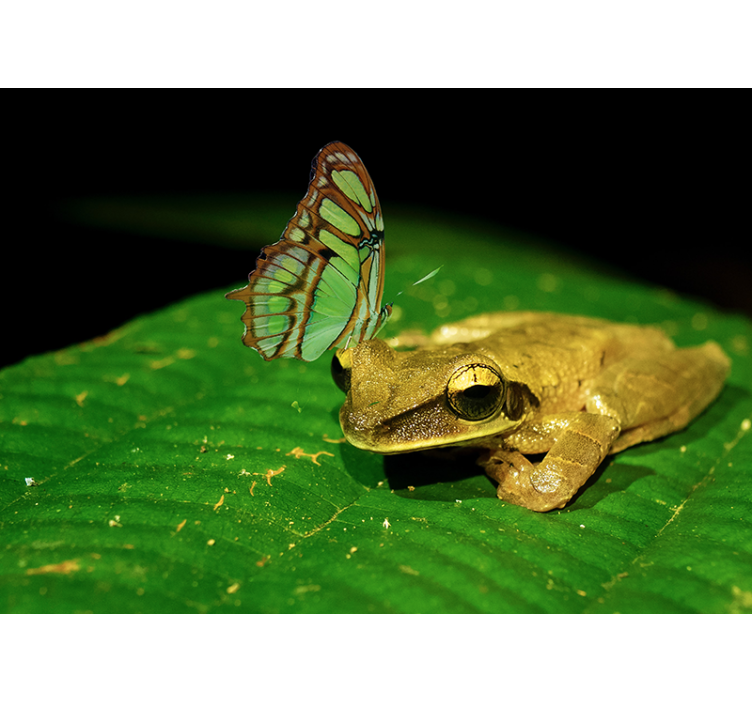 Frog And Butterfly animal wall mural - TenStickers