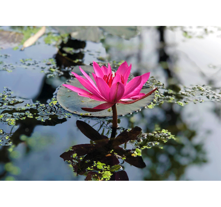 Elegant Pink Lotus poppy wall mural - TenStickers