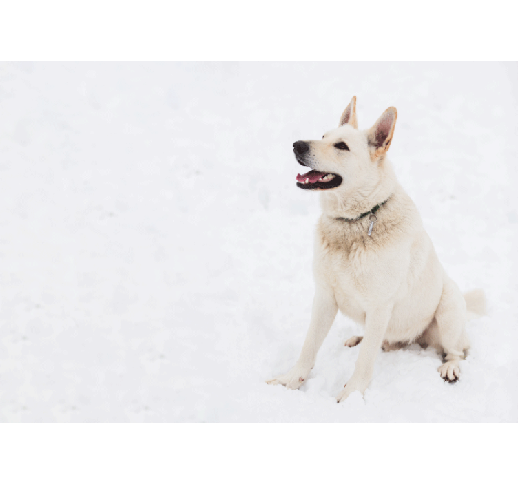 Happy White Dog animal wall mural - TenStickers