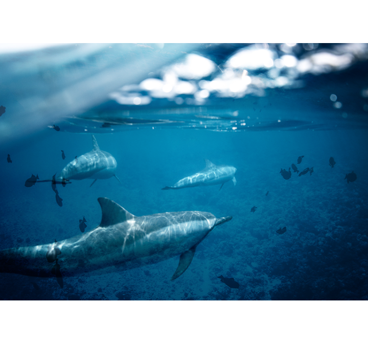 Underwater Dolphin Encounter ocean wall mural - TenStickers