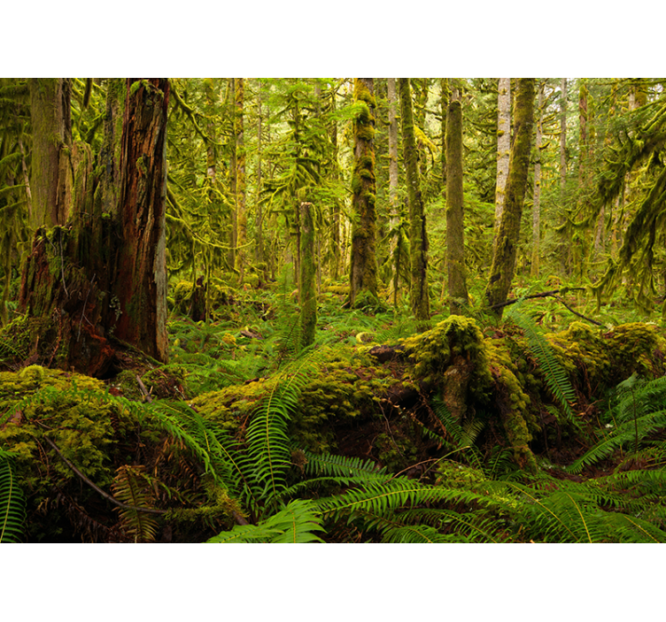 Verdant Woodland Scenery forest wall mural - TenStickers