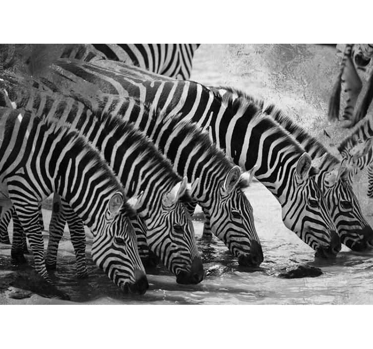 Zebras Drinking Water animal wall mural - TenStickers