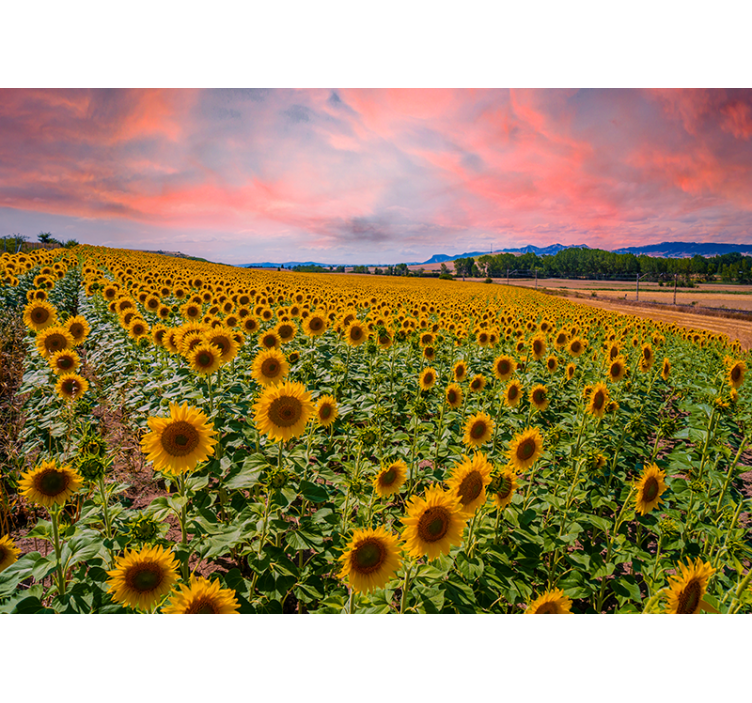 Beautiful sunflower field wall mural - TenStickers