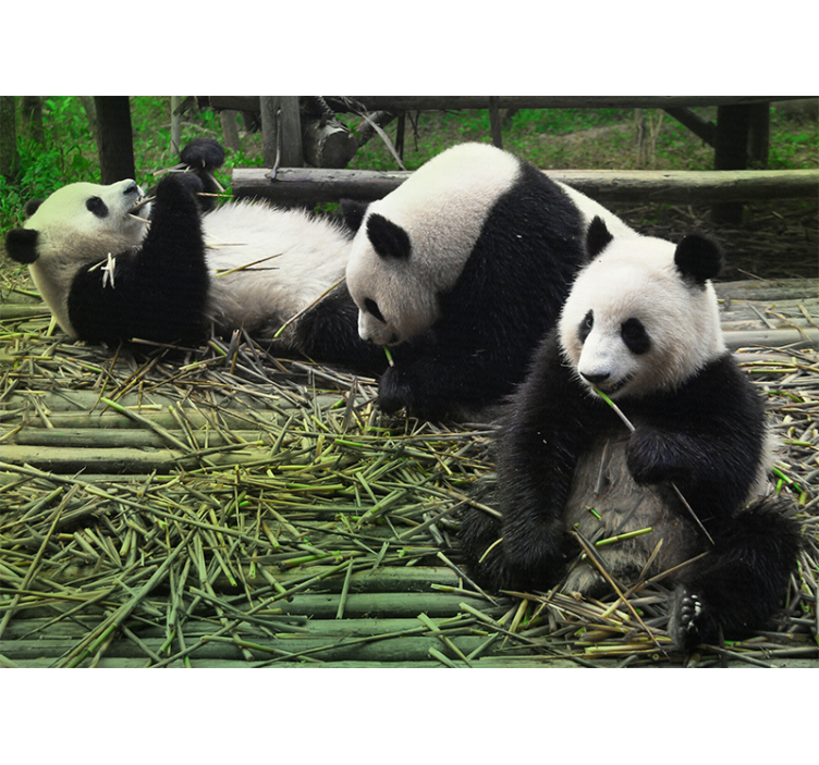 Playful Panda Family animal wall mural - TenStickers