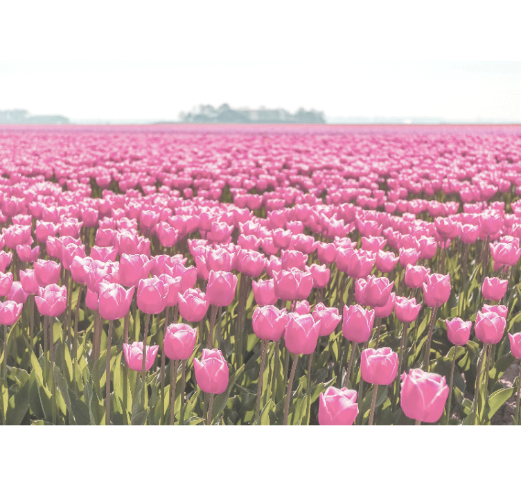 Different pink tulip field tulip wall mural - TenStickers