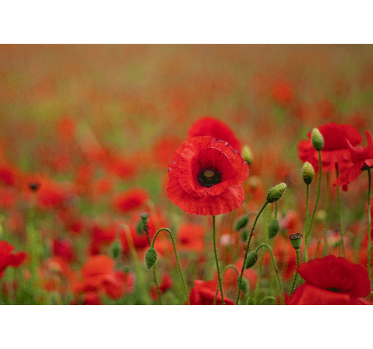 Vague poppy field Poppy Wall Mural - TenStickers