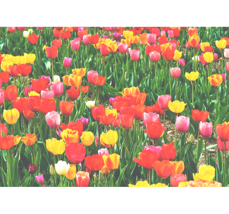 Flower wall mural tulip field blossoms - TenStickers