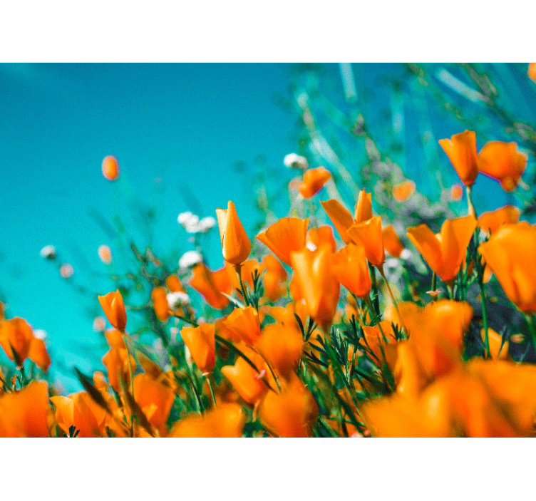 Orange flower field wall mural - TenStickers