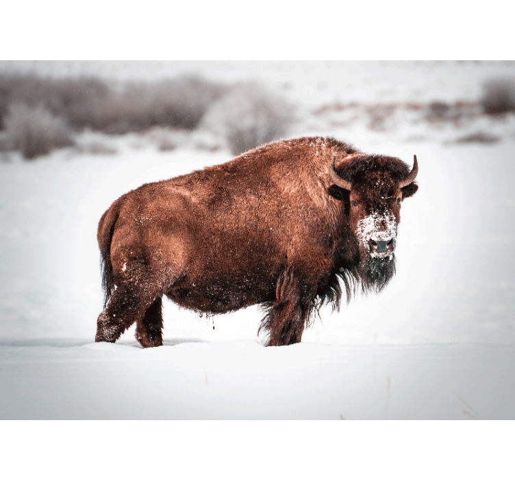 Animal wall mural majestic bison stance - TenStickers