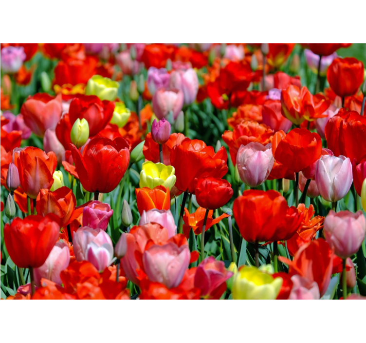 Colorful tulip field wall mural - TenStickers