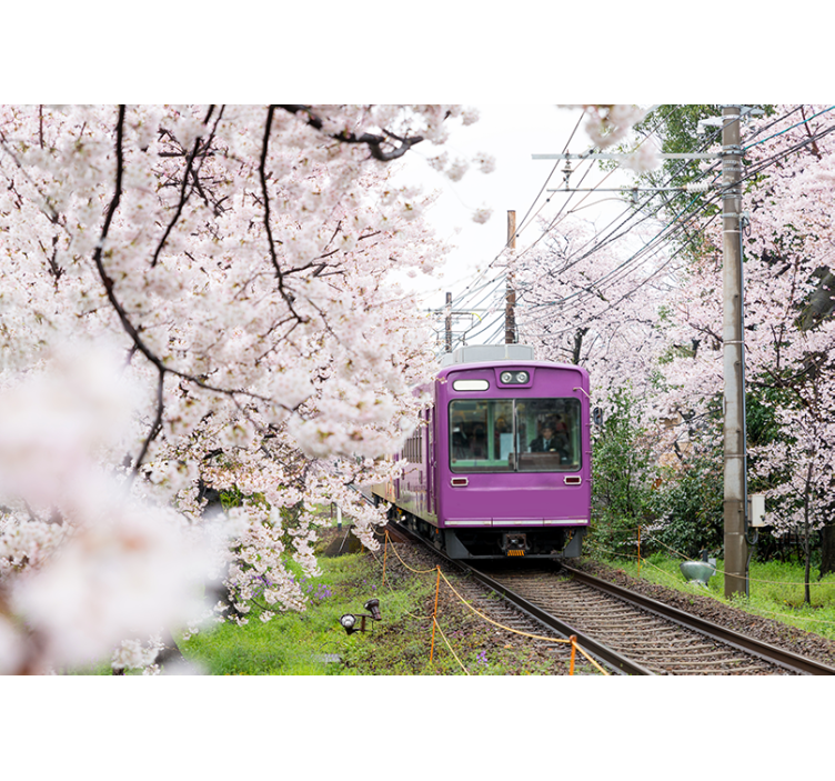 Cherry blossoms along the railway Wall Murals - TenStickers