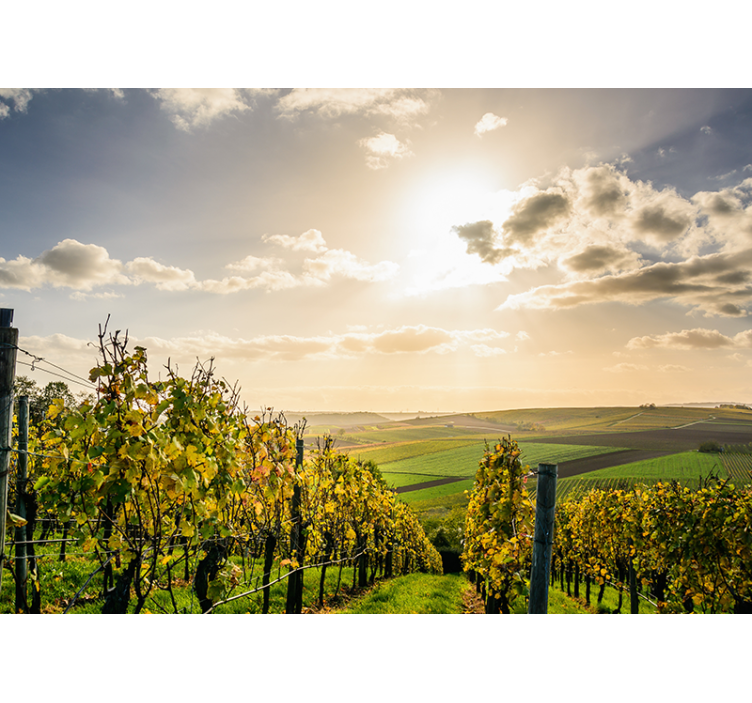 Landscape wall mural vineyard sunset view - TenStickers