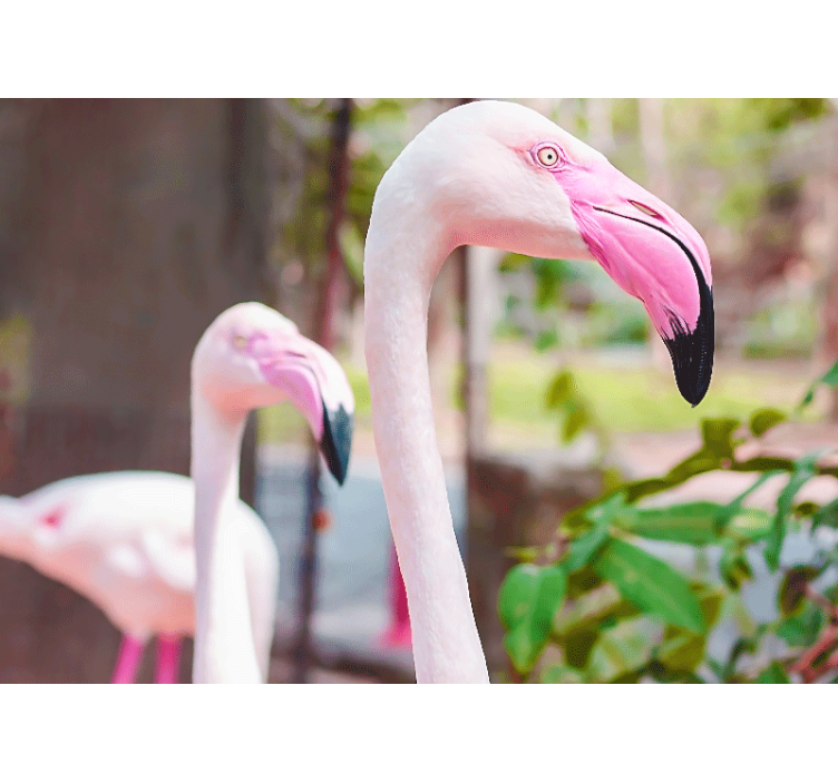 Animal wall mural elegant flamingo pair - TenStickers