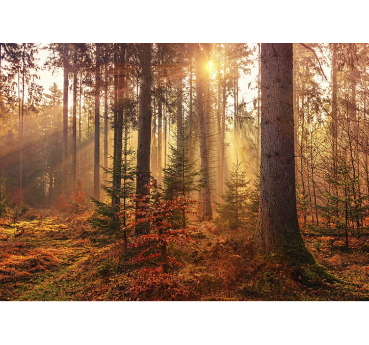 Sunlit forest glow forest wall mural - TenStickers