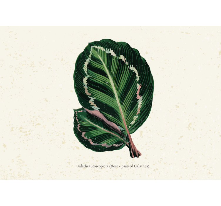 Flower wall mural calathea leaf art - TenStickers