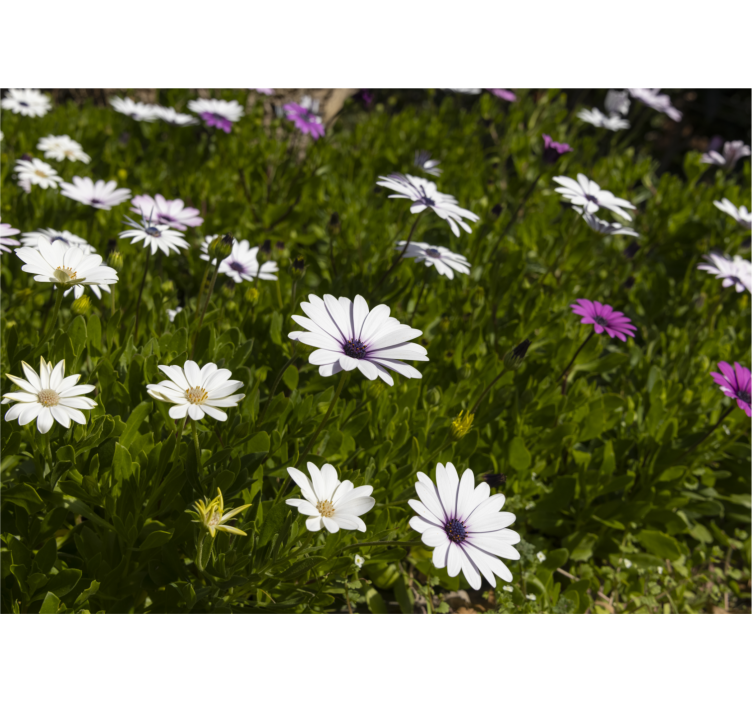 Flower wall mural daisies and greens - TenStickers