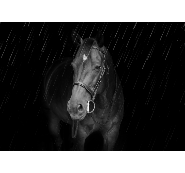 Dignified horse in the rain wall mural - TenStickers