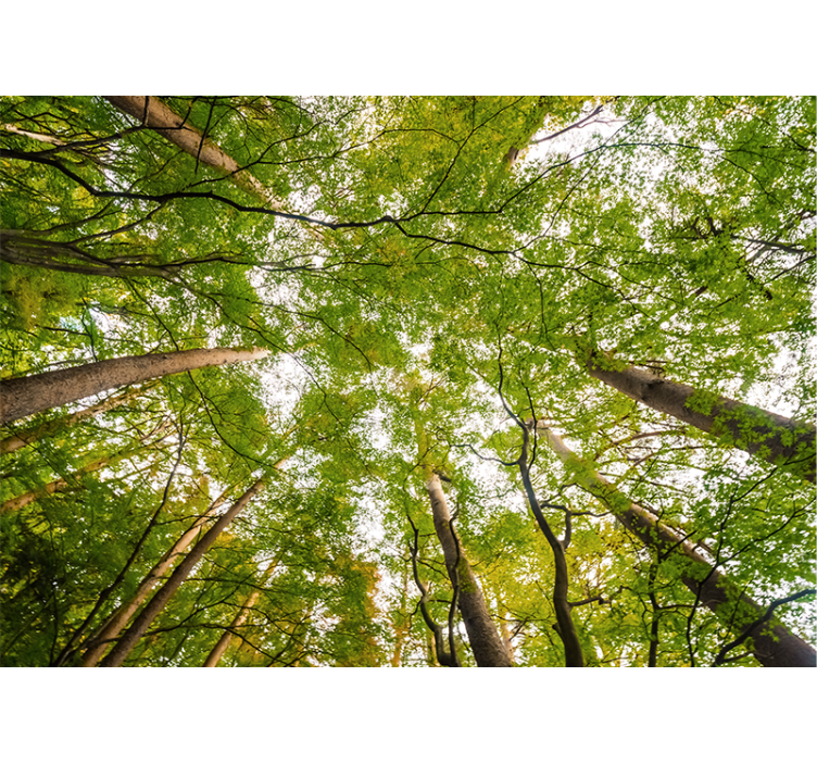 Lush Green Canopy forest wall mural - TenStickers