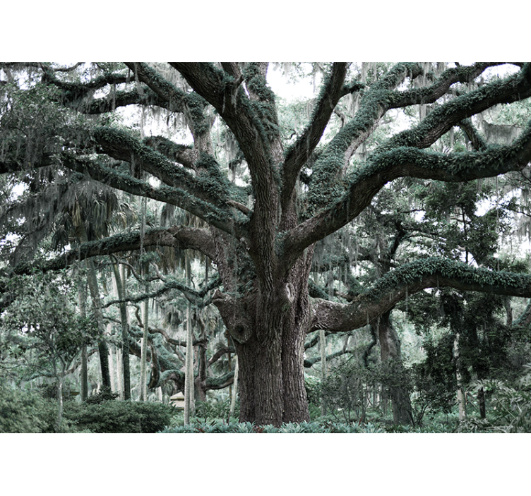 Majestic oak branches tree wall mural - TenStickers