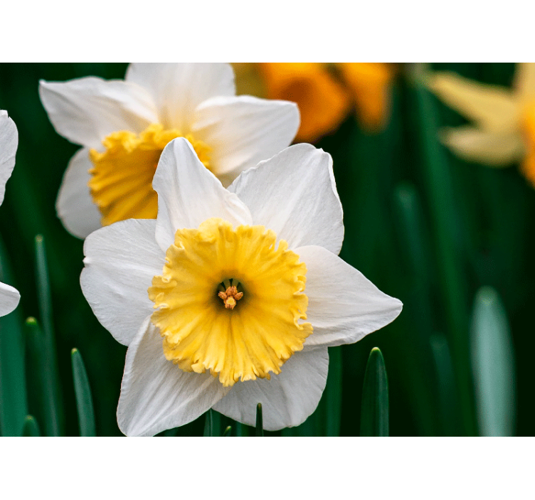 Close up of white orange daffodils  wall mural - TenStickers