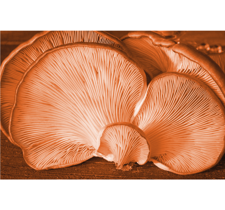 Flower wall mural with mushroom texture design - TenStickers