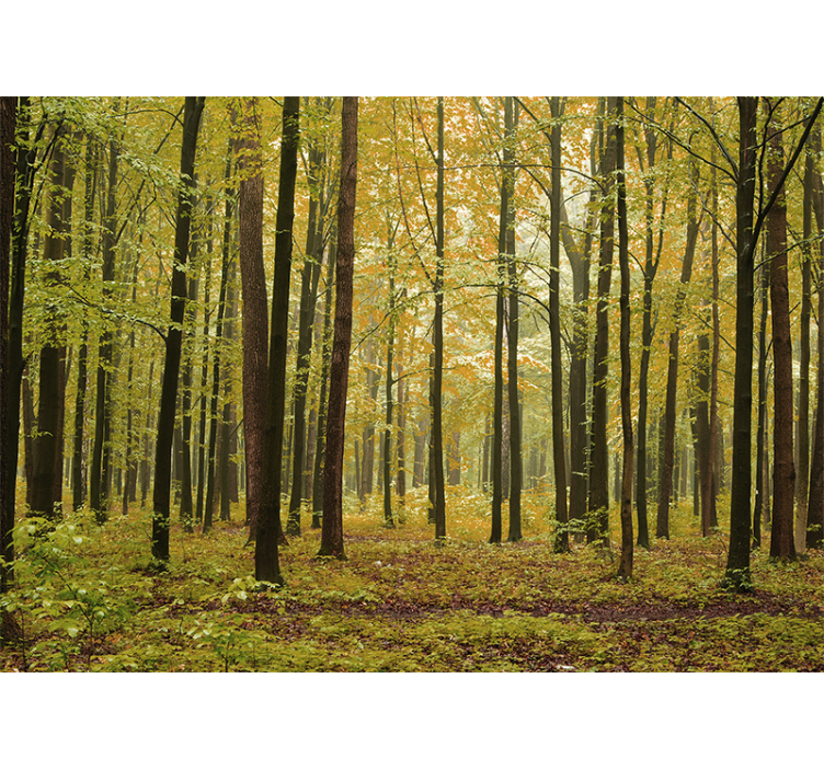 Forest wall mural autumn woodland landscape - TenStickers