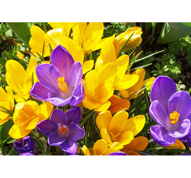 Flower wall mural colorful crocus blooms - TenStickers