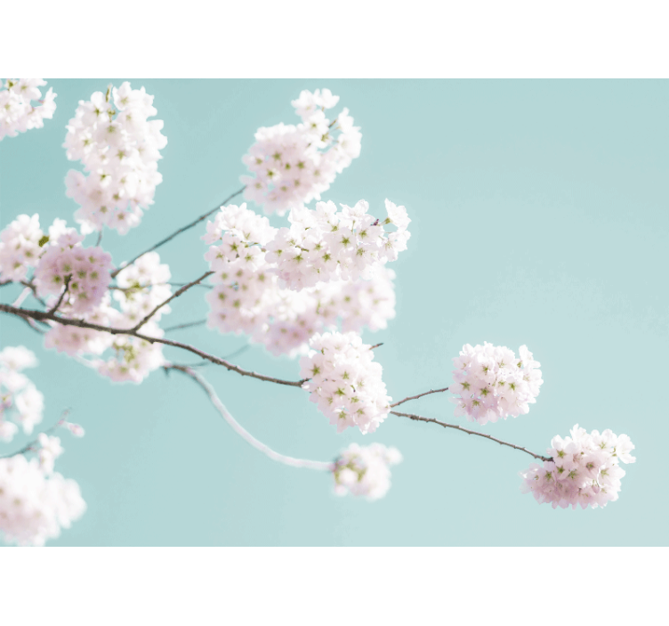 Flower wall mural sakura blossom branch - TenStickers