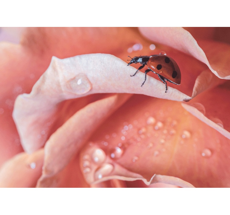 Flower wall mural ladybug on petal - TenStickers