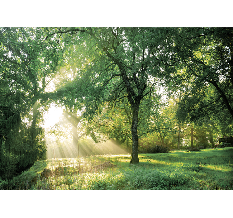 Nature wall mural serene sunlit forest - TenStickers