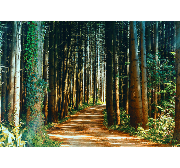 Forest wall mural secluded forest path - TenStickers