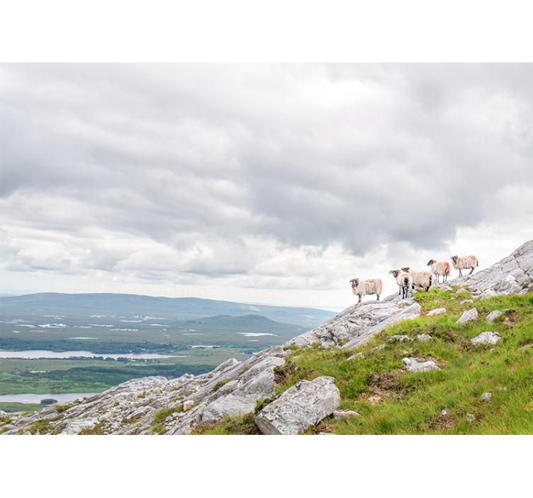 Animal wall mural lambs on slopes - TenStickers