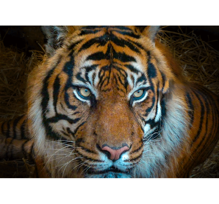 Animal wall mural regal tiger illustration - TenStickers