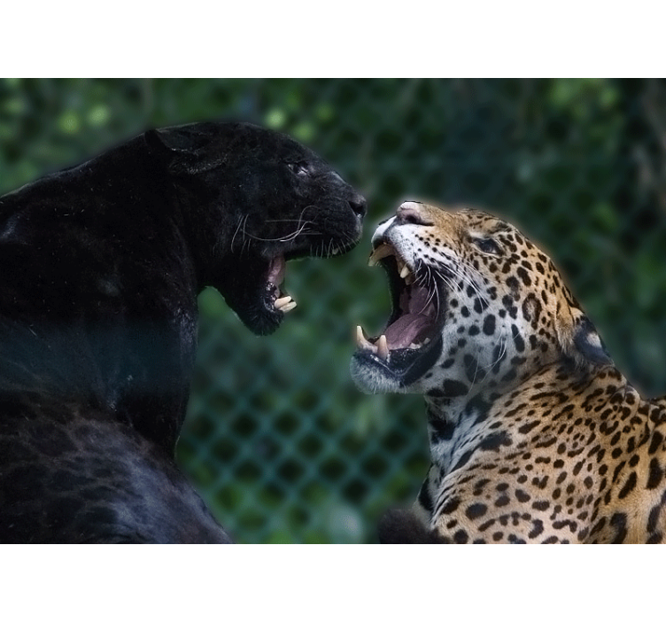 Animal wall mural panther and jaguar design - TenStickers