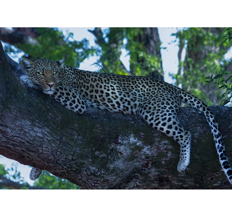 Leopard Resting Comfortably animal wall mural - TenStickers