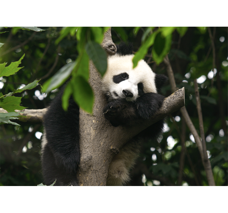 Animal wall mural panda resting on tree - TenStickers