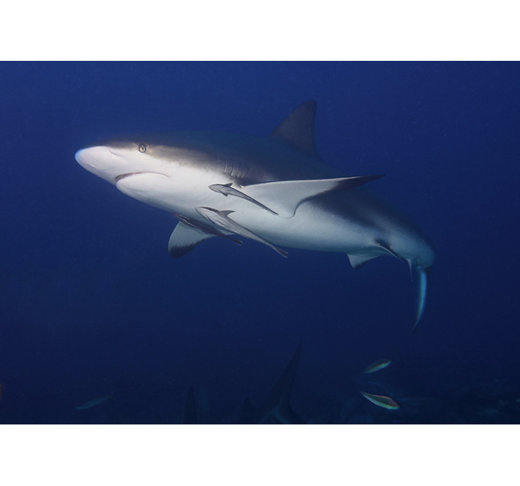 Great white shark underwater wall mural - TenStickers