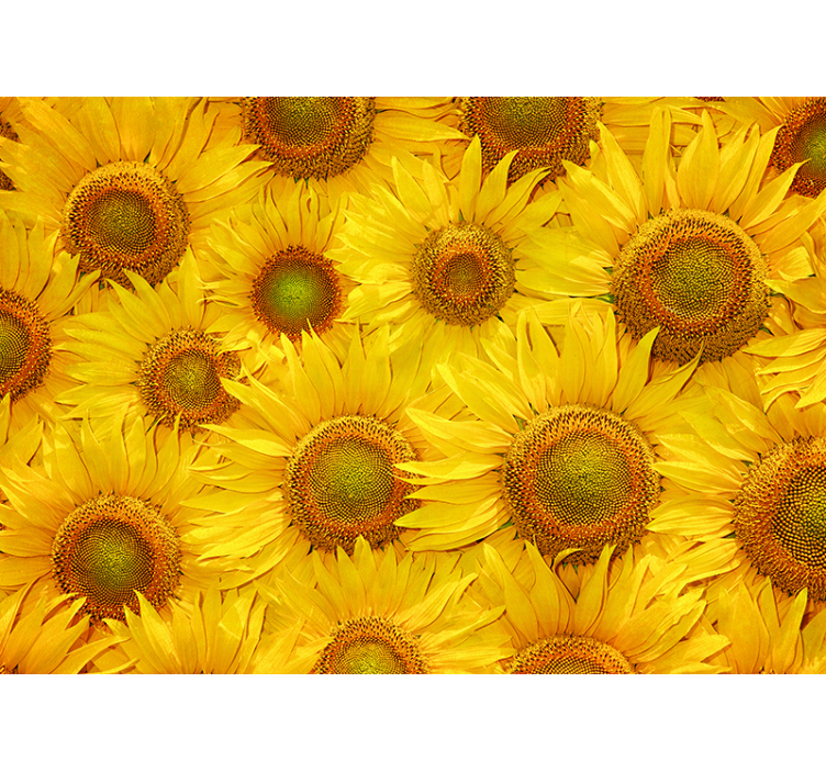 Sunflowers Living Room Wall Mural - TenStickers