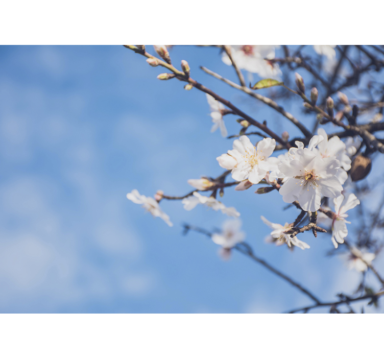 Almond Tree wall photo mural - TenStickers