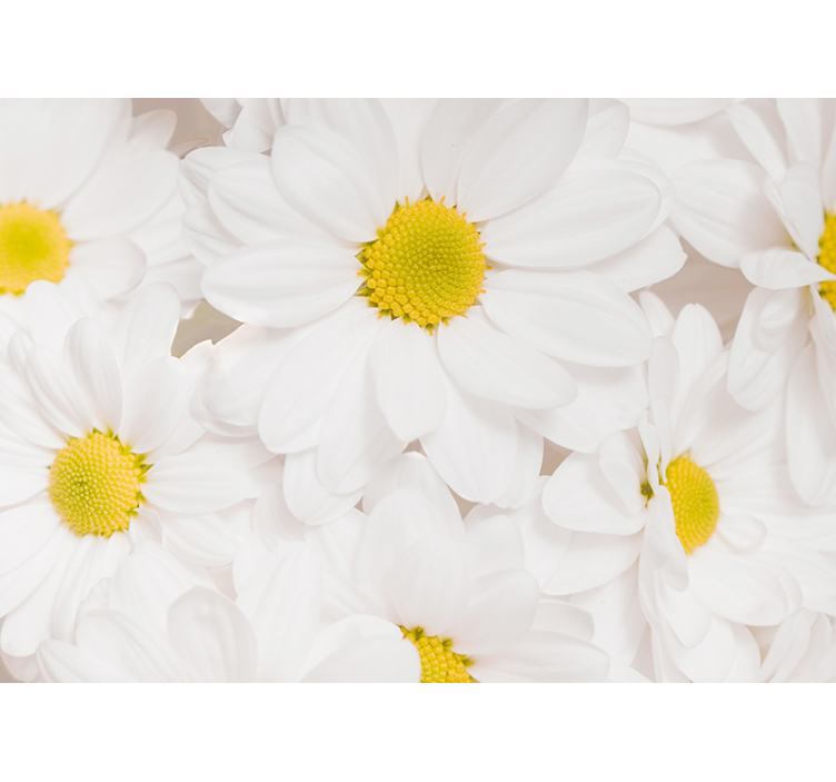 Pure white daisy flowers wall mural - TenStickers