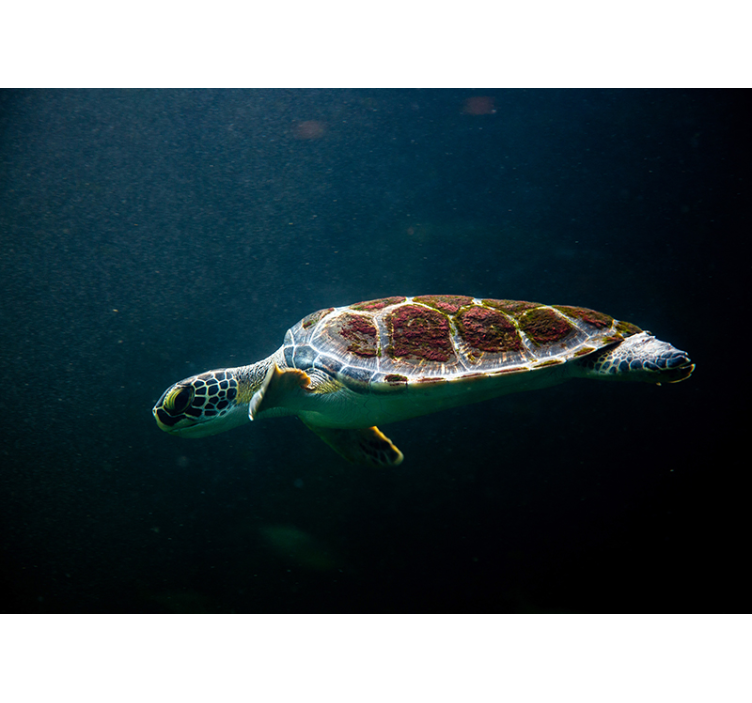 Swimming turtle animal wall mural - TenStickers